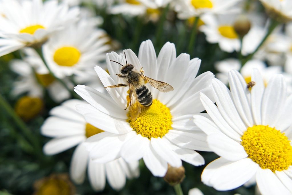 bee, white flowers, pollen-6291207.jpg